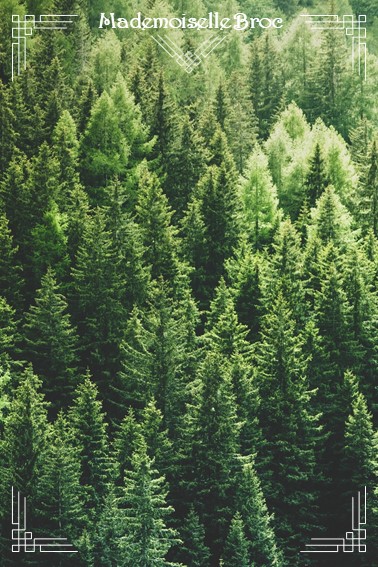 Photo d'une forêt de sapins pour illustrer cette section sur les différentes variétés de sapins et leurs caractéristiques